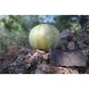 Melon Cantaloup Diamex semences bio
