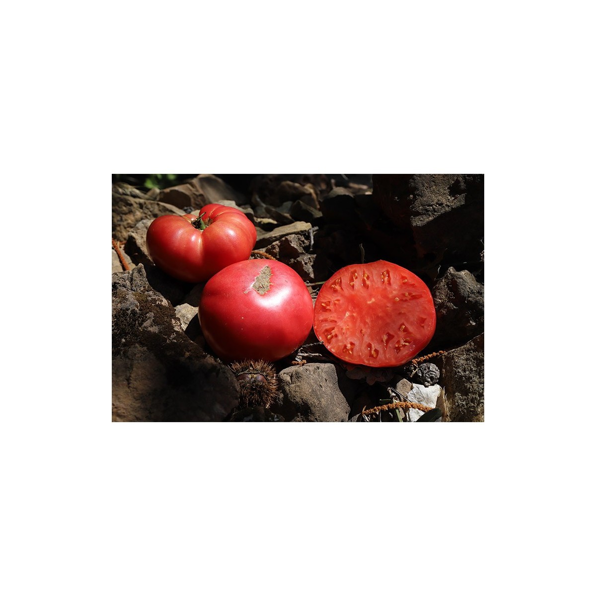 Tomate Cherokee