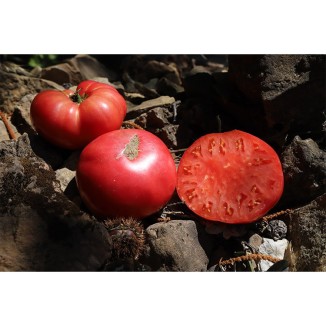 Tomate Cherokee