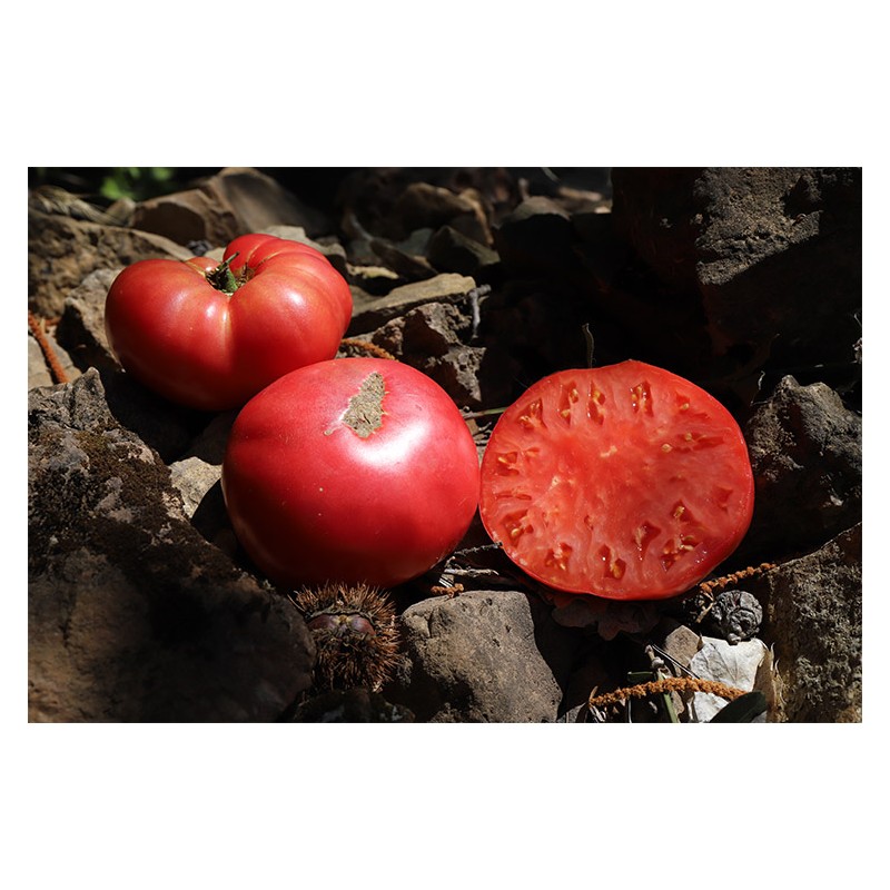 Tomate coeur de boeuf rose - Lou Vayu