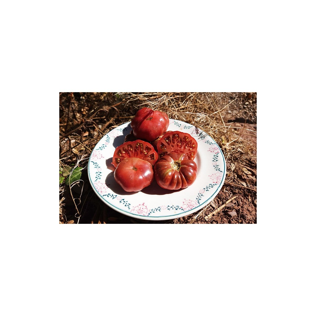 Tomate Calabache Pourpre