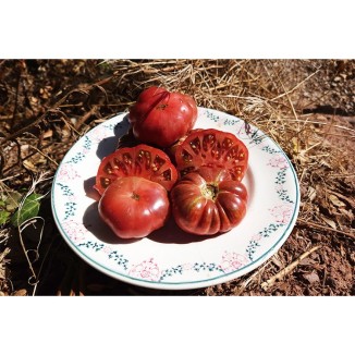 Tomate Calabache Pourpre