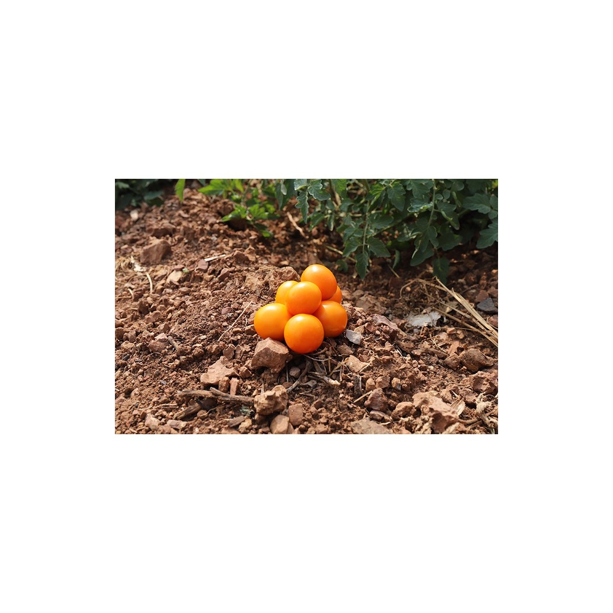 Tomate Auriga
