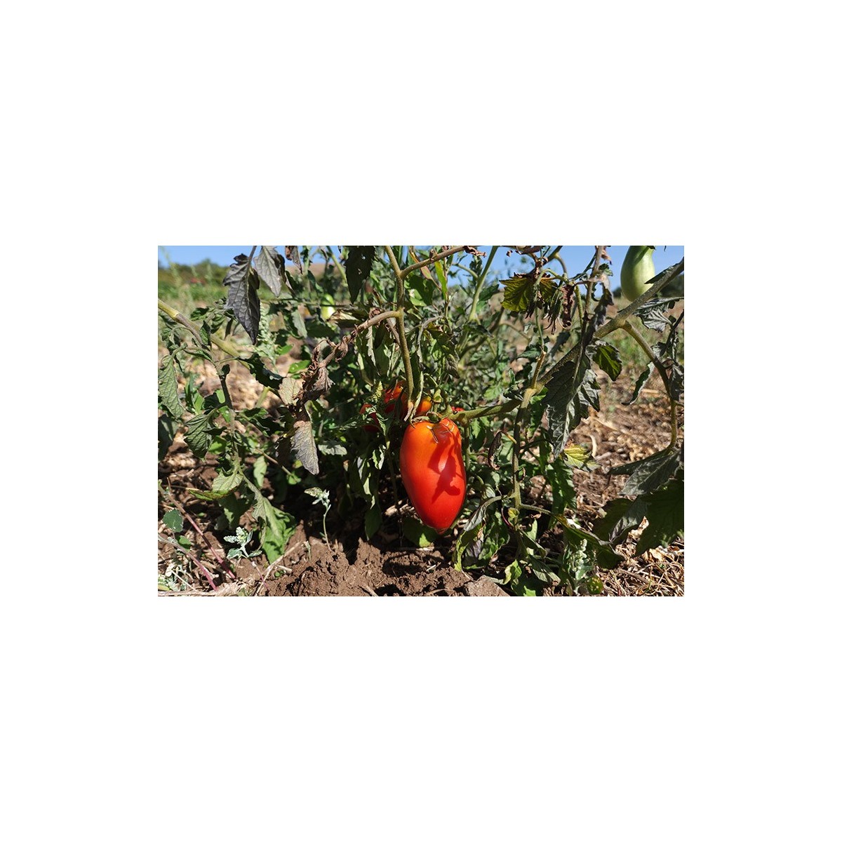 Tomate Cornue des Andes