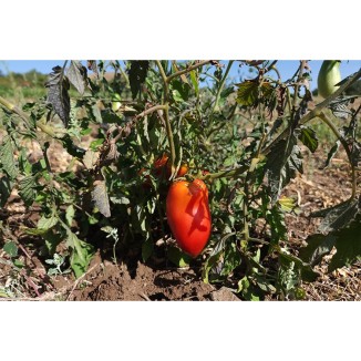 Tomate Cornue des Andes