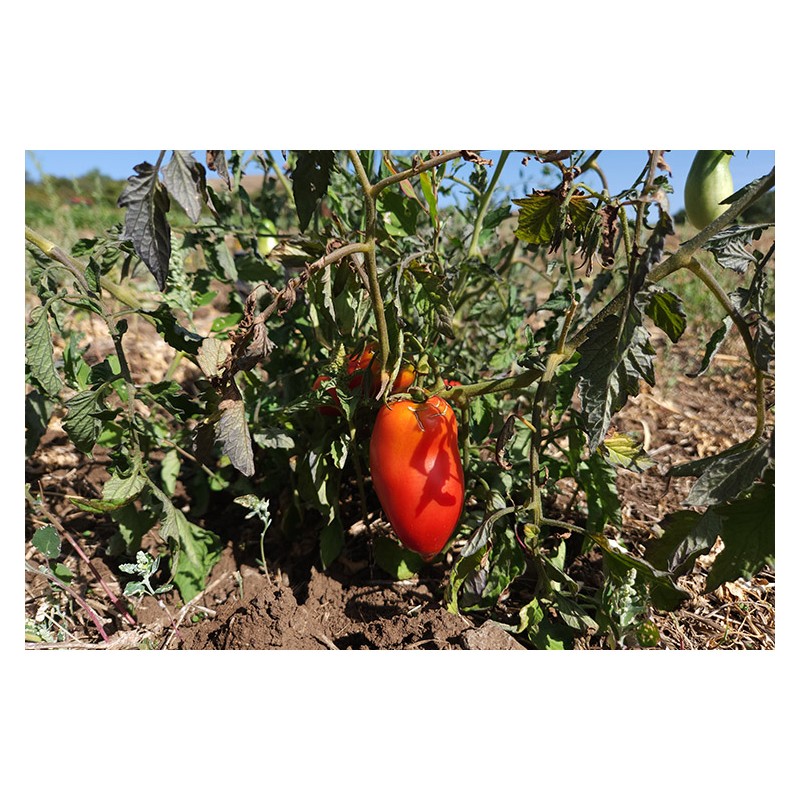 Tomate Cornue des Andes