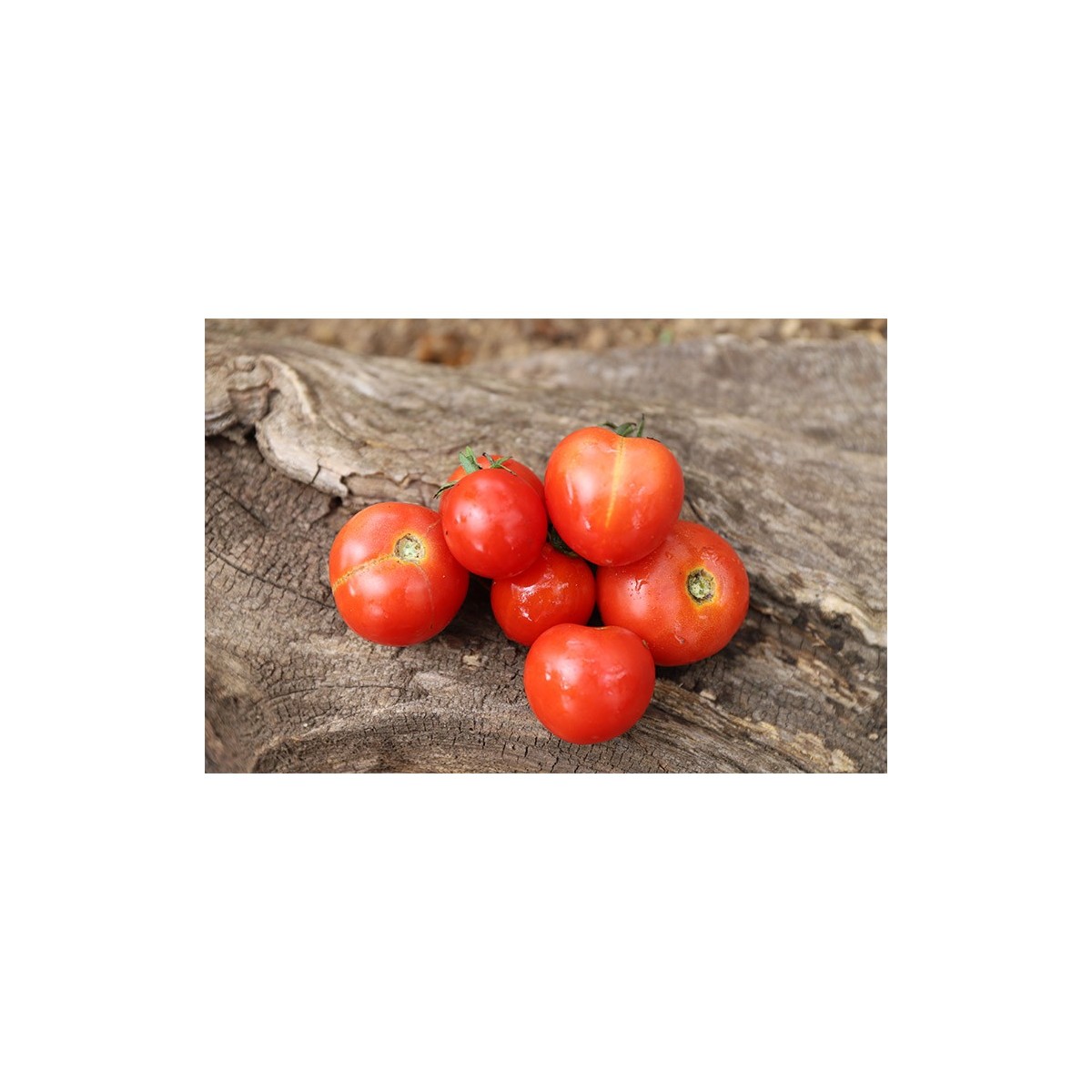 Tomate Burbank idéale en buisson ( pour le plein champ)