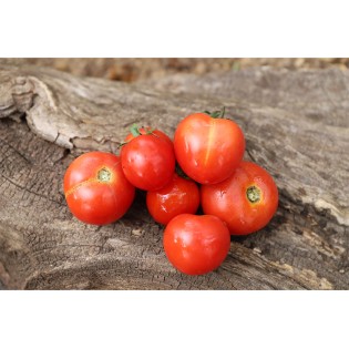 Tomate Burbank idéale en buisson ( pour le plein champ)