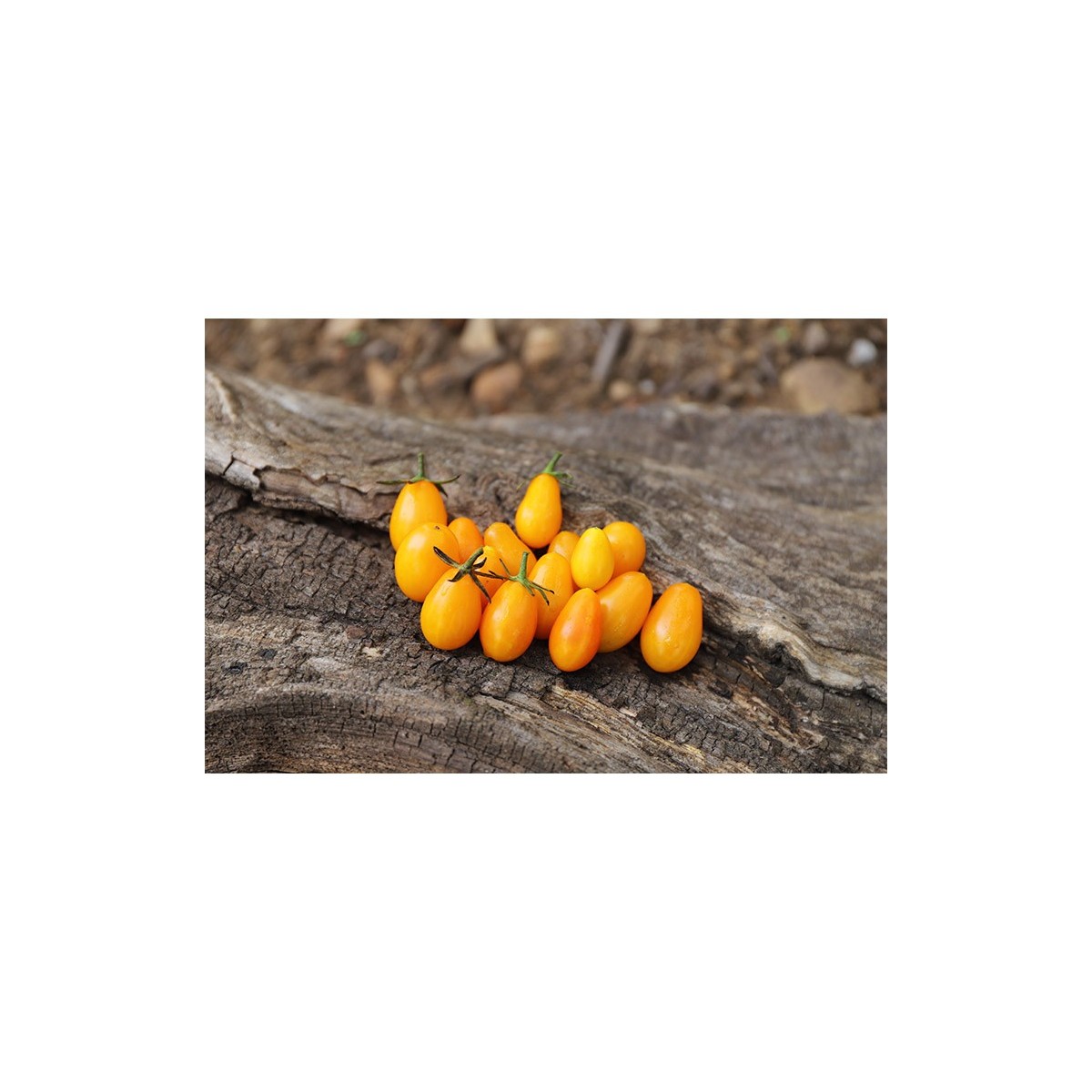 Tomate Cerise Cœur de Pigeon