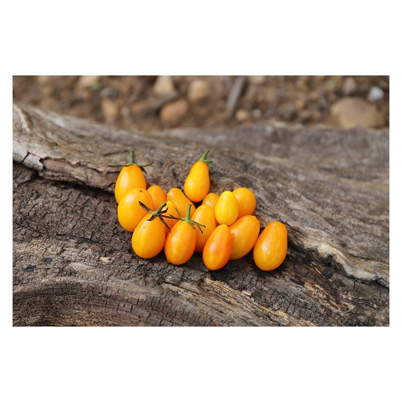 Tomate Cerise Cœur de Pigeon