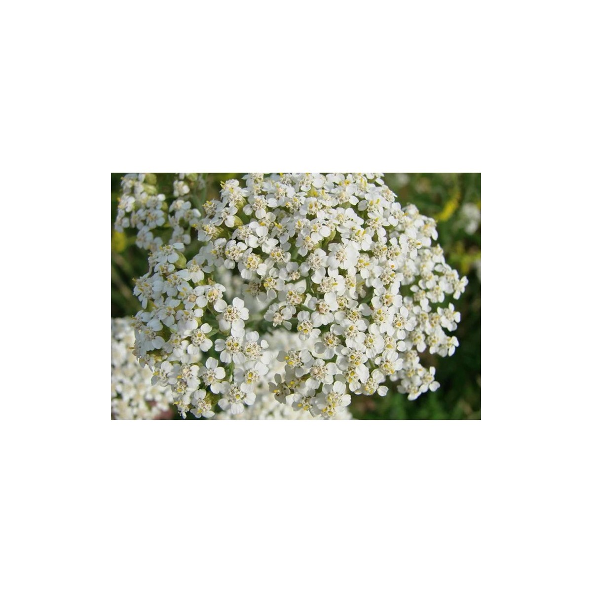Achillee Millefeuille