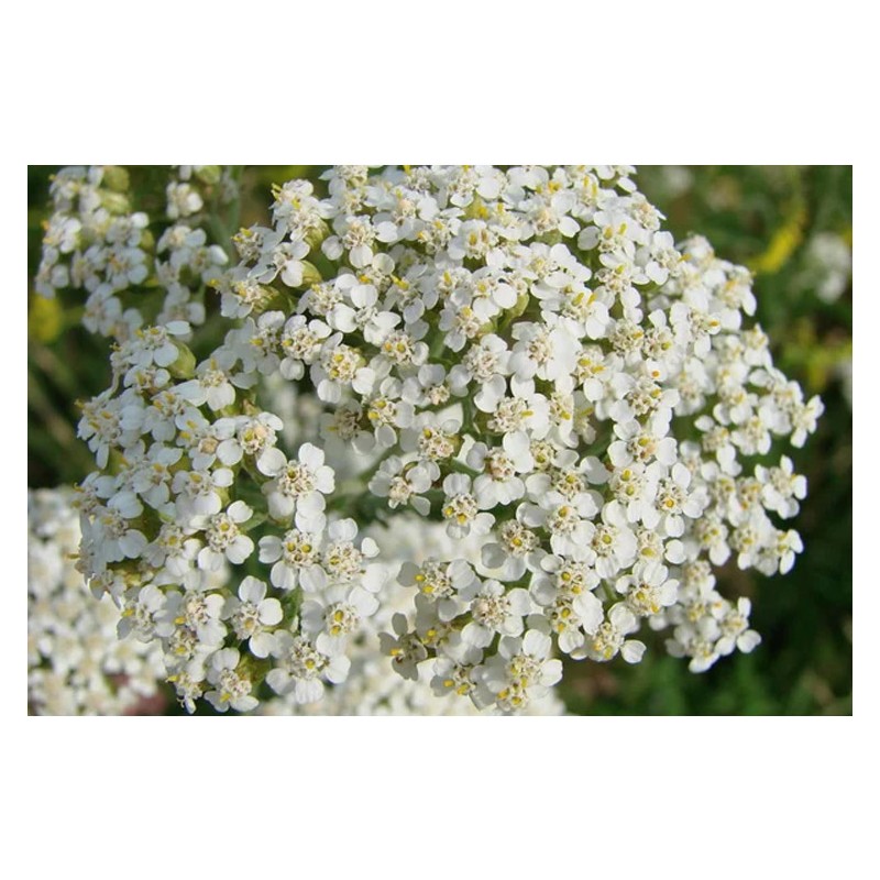 Achillee Millefeuille