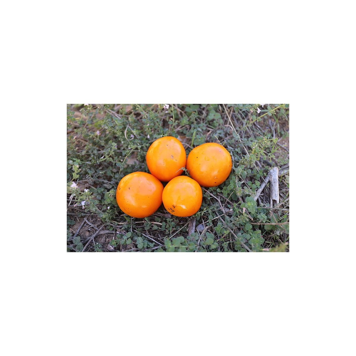 Tomate Rayon de Soleil