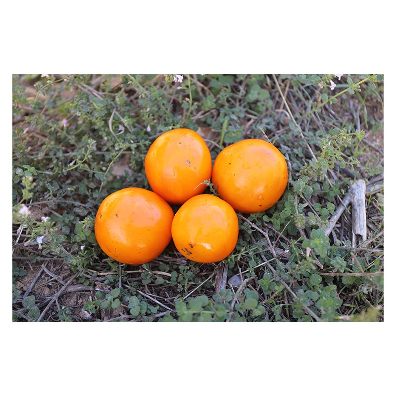 Tomate Rayon de Soleil