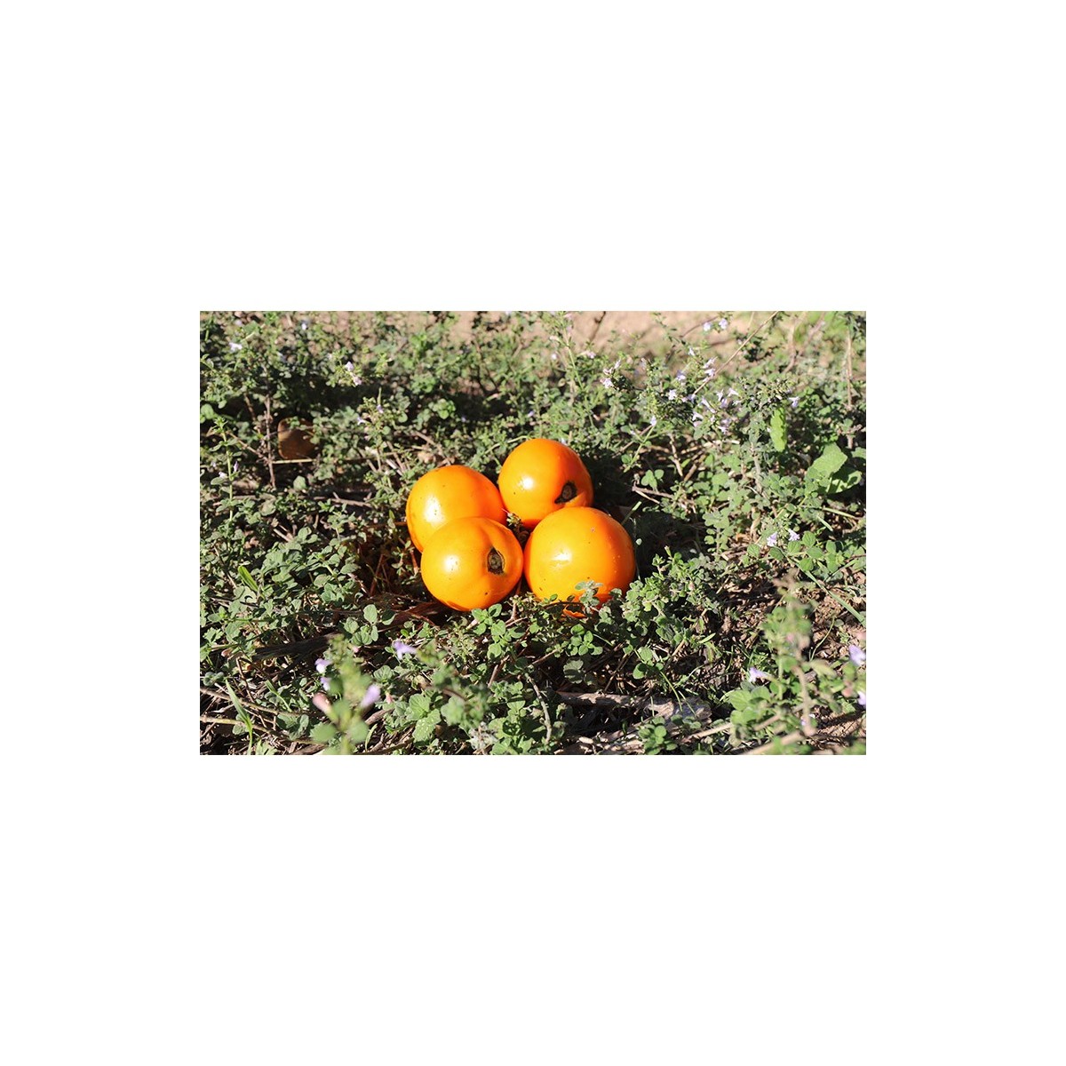 Tomate Rayon de Soleil. Variété ancienne. Semences biologique