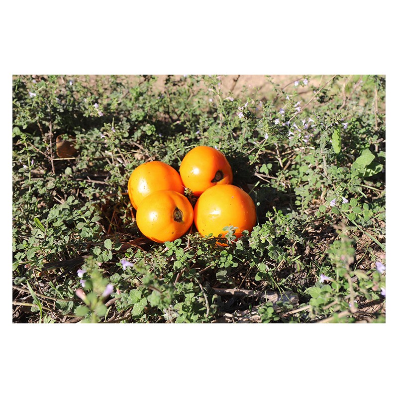Tomate Rayon de Soleil. Variété ancienne. Semences biologique