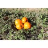 Tomate Rayon de Soleil. Variété ancienne. Semences biologique