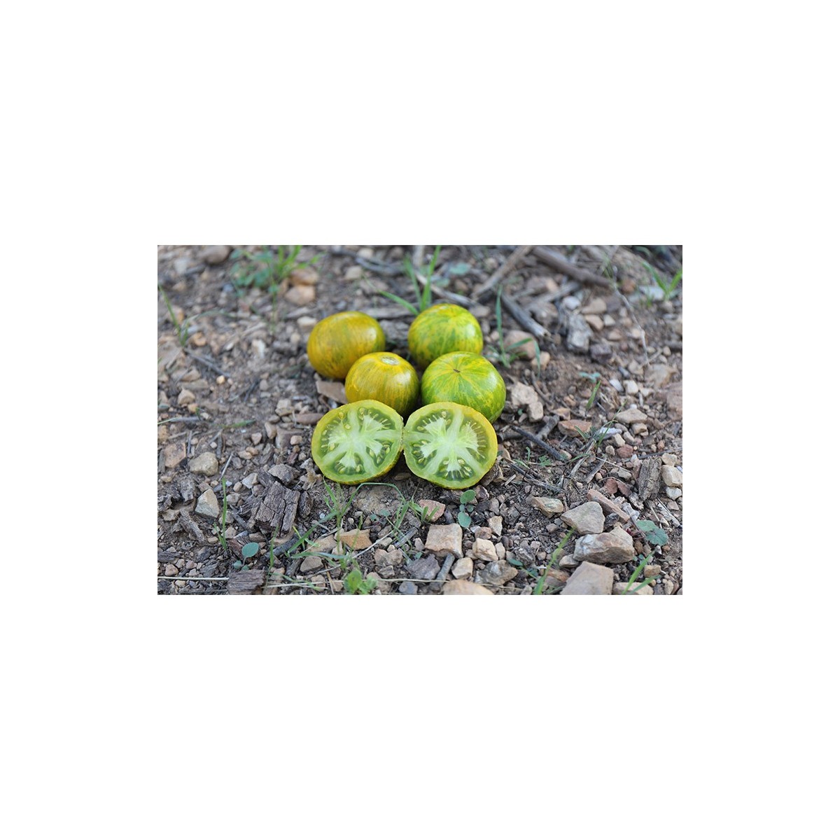 Tomate Verte Zébrée