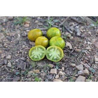 Tomate Verte Zébrée