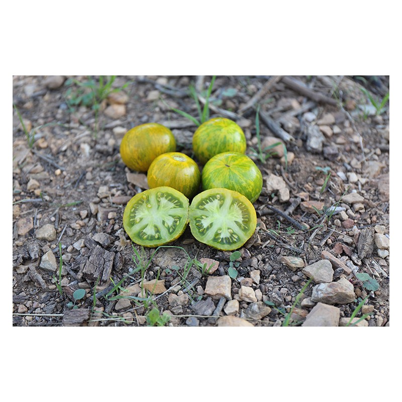 Tomate Verte Zébrée