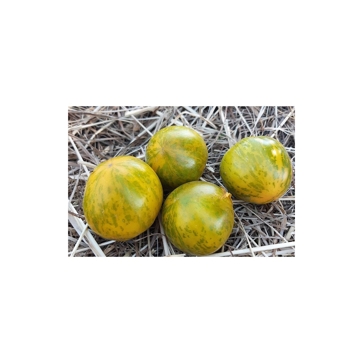 Semences de tomate Verte Zébrée, délicieuse et appréciée des jardiniers