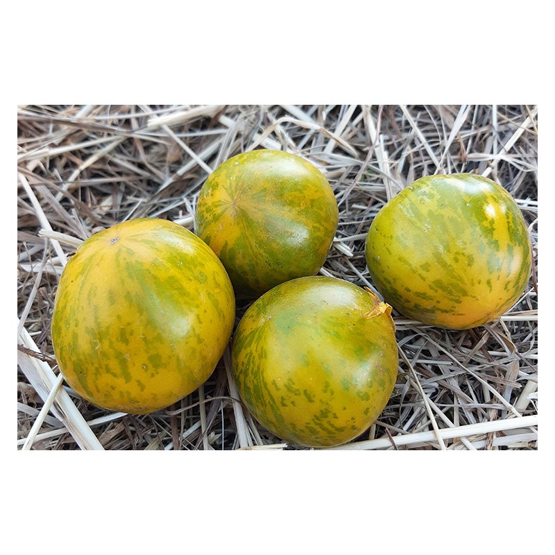 Semences de tomate Verte Zébrée, délicieuse et appréciée des jardiniers