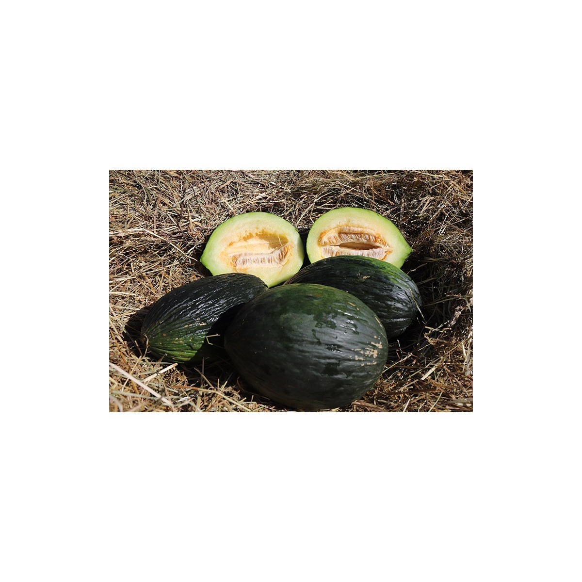 Melon d'hiver bio reproductible résistant à la sécheresse