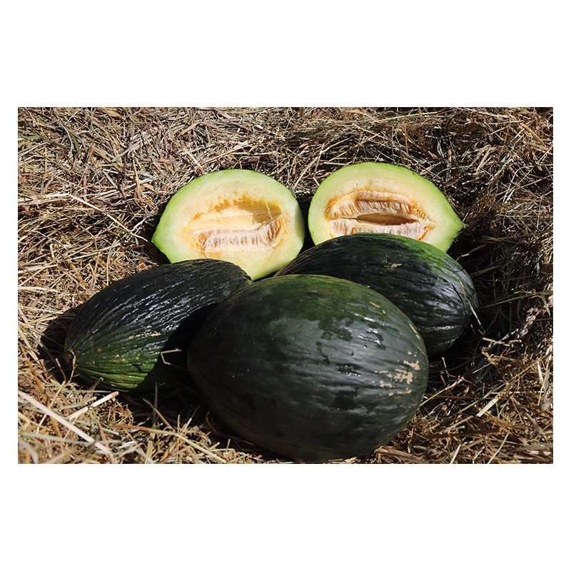 Melon d'hiver bio reproductible résistant à la sécheresse
