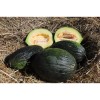 Melon d'hiver bio reproductible résistant à la sécheresse