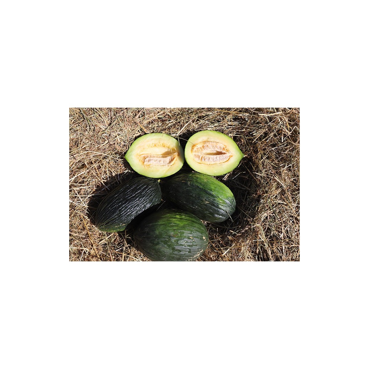 Melon Vert Olive