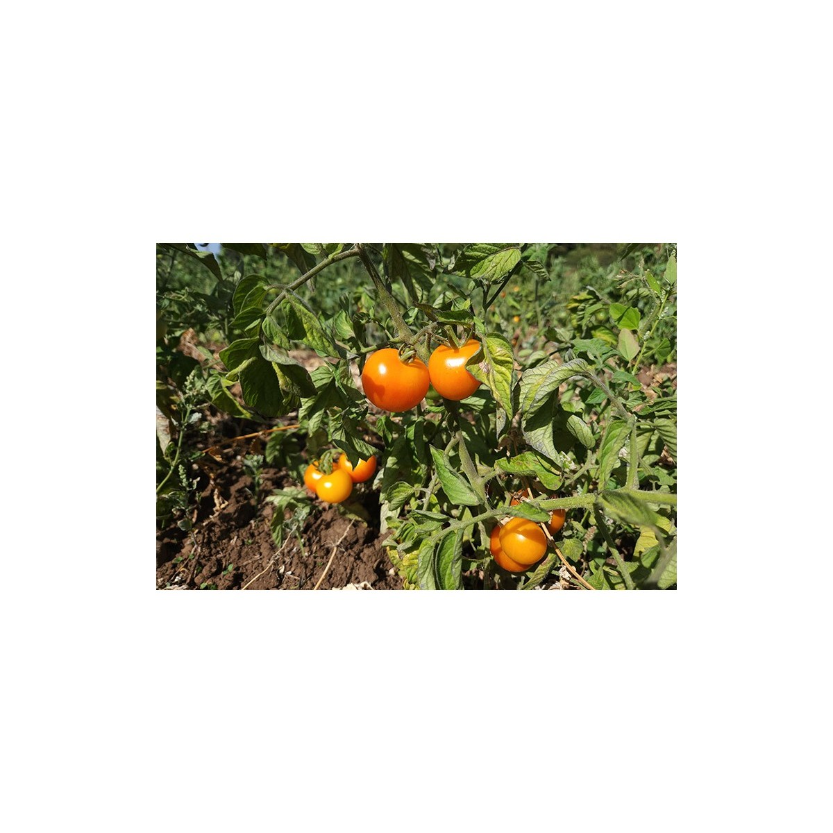 Tomate Perfection Jaune
