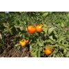 Tomate Perfection Jaune