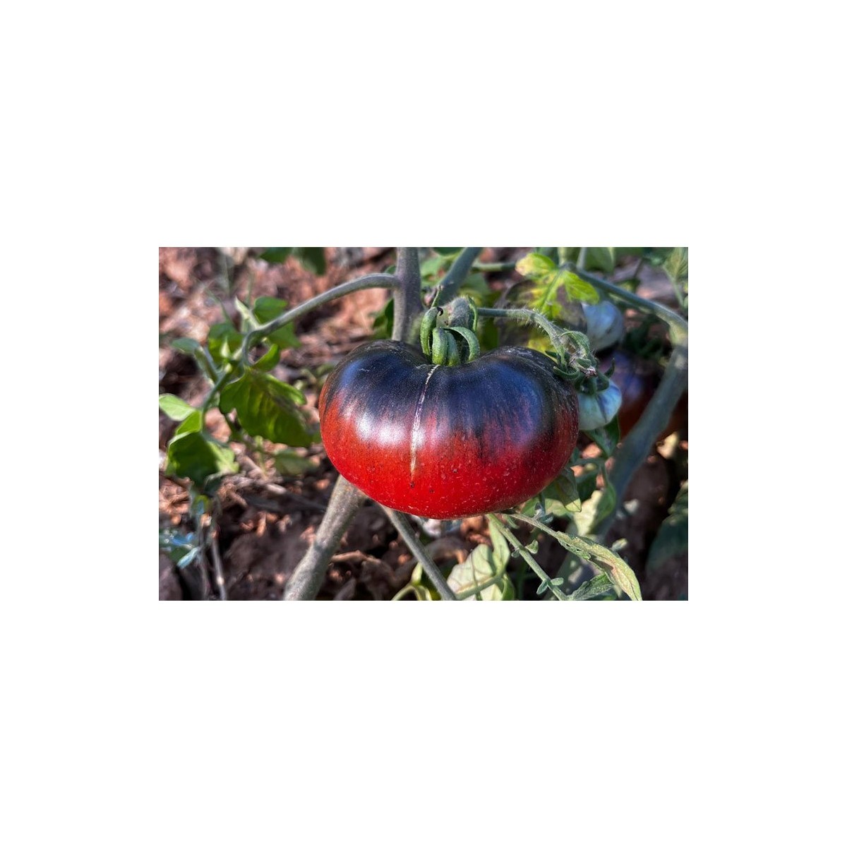 Tomate Indigo Blue Beauty
