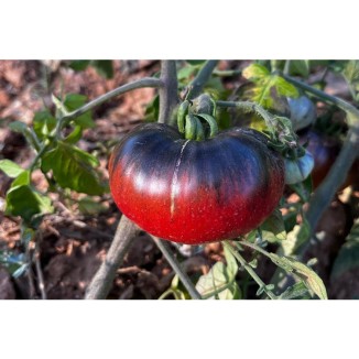 Tomate Indigo Blue Beauty