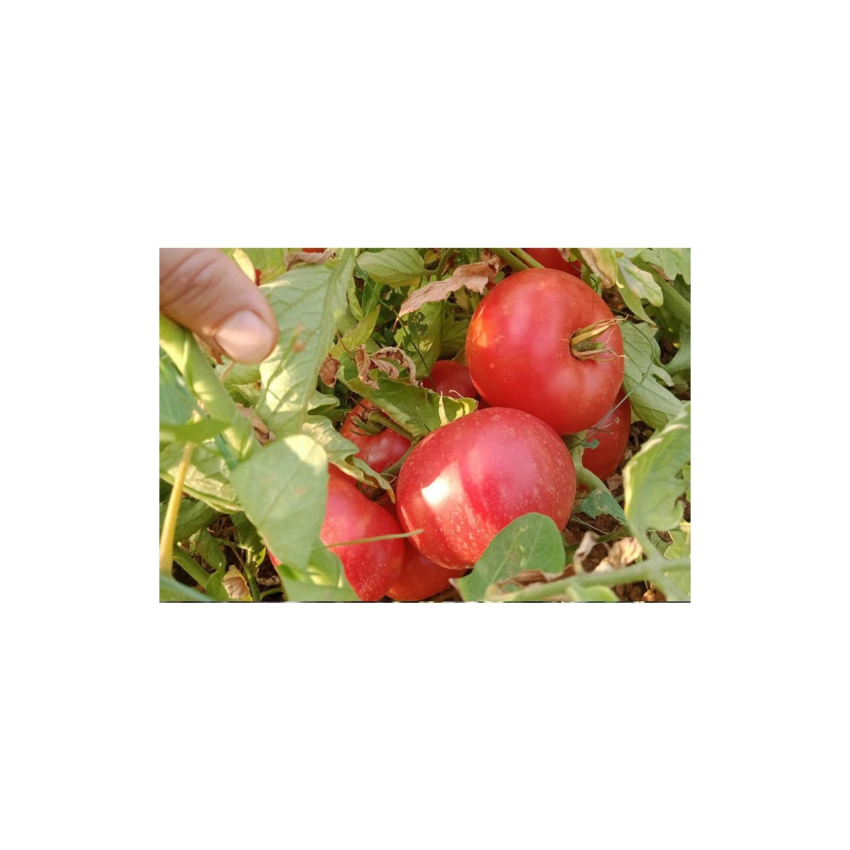 Tomate Levée d'Hypothèque Nouveauté !
