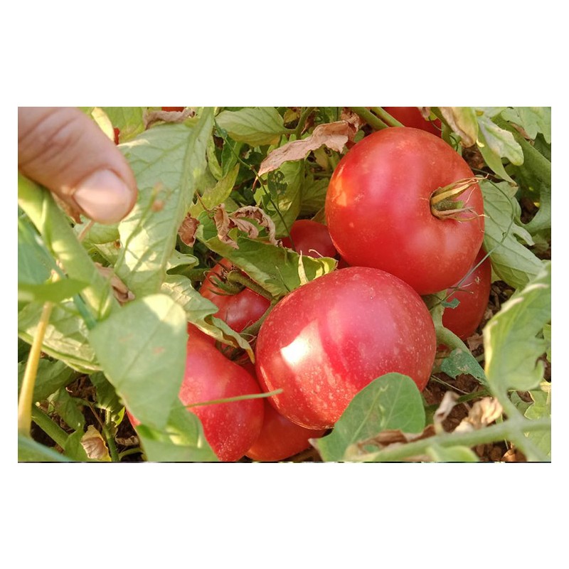 Tomate Levée d'Hypothèque Nouveauté !