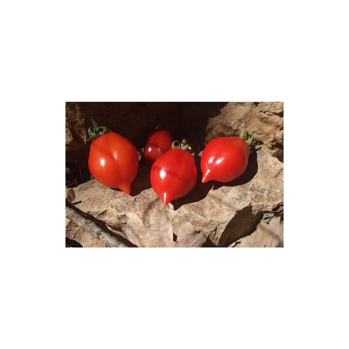 Tomate Spongillo di Torre Del Greco
