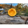 Courge Vert Olive Chair Orange semences bio reproductibles