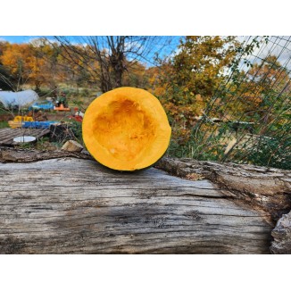 Courge à chair Orange vert olive délicieuse !