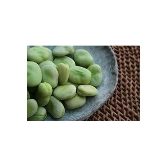Fève Aguadoulce.Semences biologiques