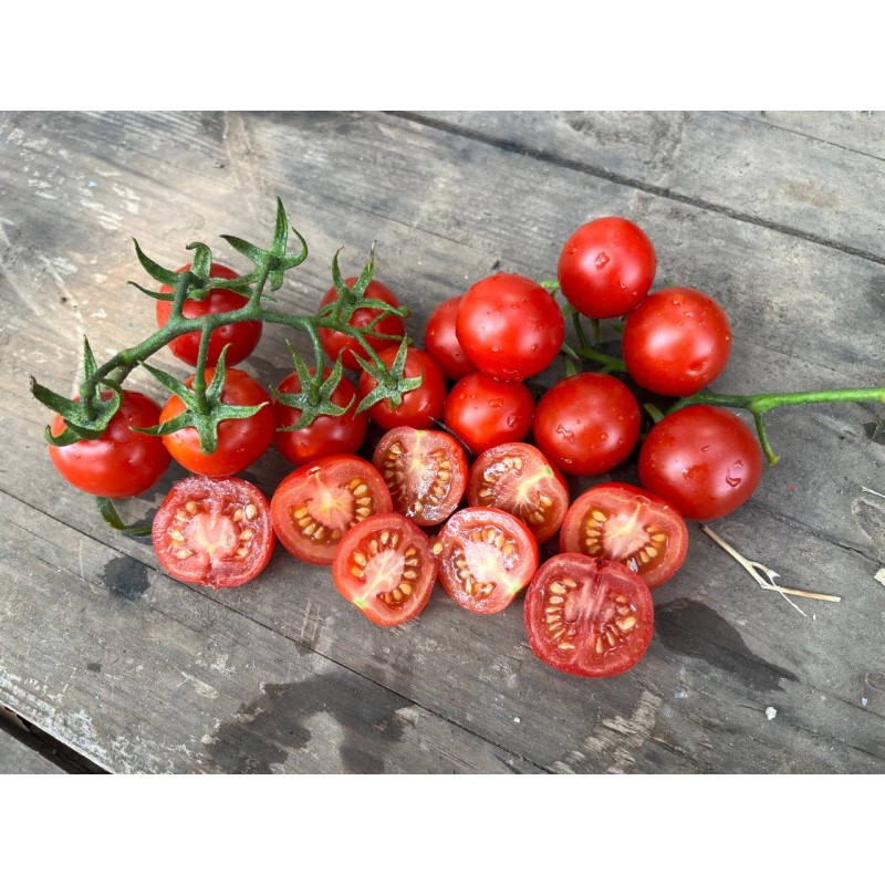 Tomate cerise Miel du Mexique graines anciennes bio boutique en ligne