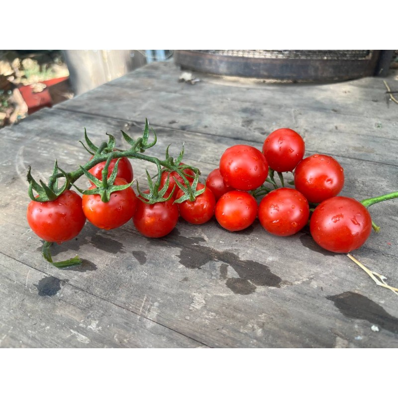 Tomate cerise Miel du Mexique graines anciennes bio boutique en ligne