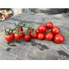 Tomate cerise Miel du Mexique graines anciennes bio boutique en ligne