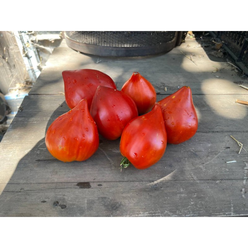 Tomate cœur de Bœuf Red Reif rouge semences bio boutique en ligne