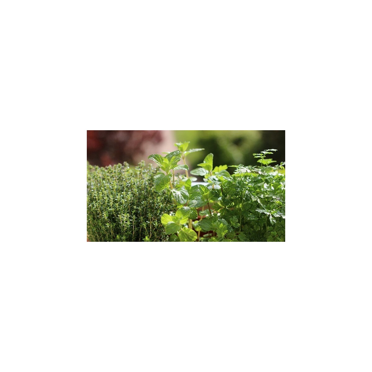 Pack aromatiques et herbes