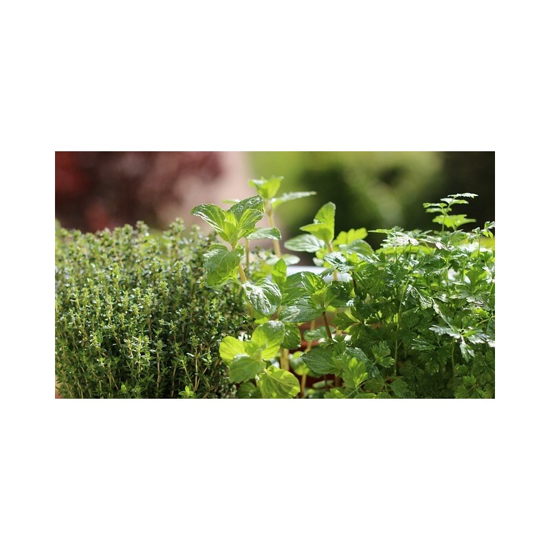 Pack aromatiques et herbes