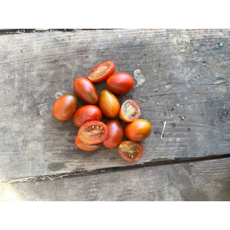 Tomate cerise Prune noire semences bio sachet de 50 graines