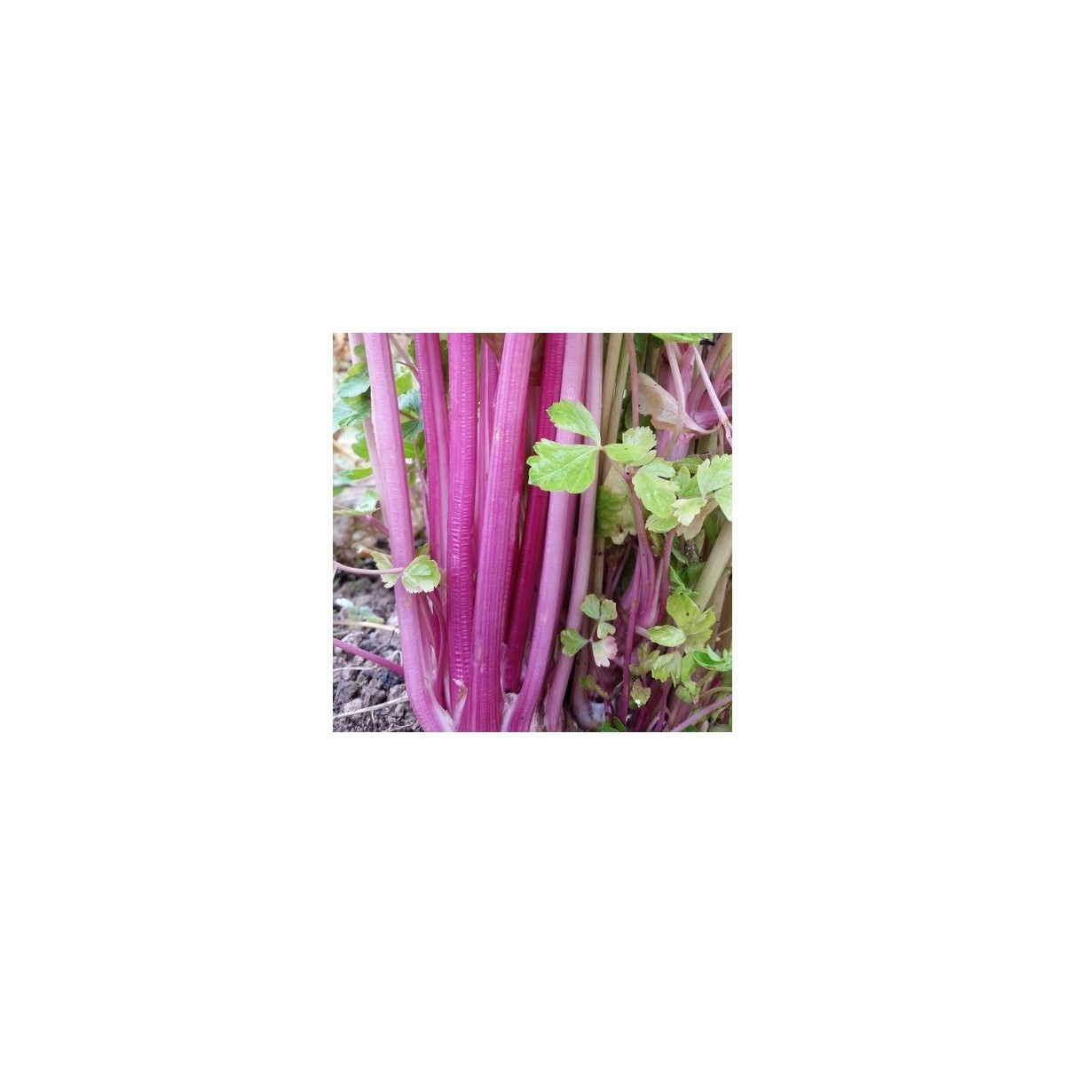 Céleri violet