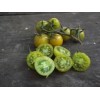 Tomate Cerise Raisin vert