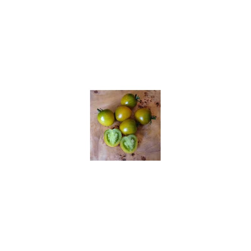 Tomate cerise Raisin vert : une variété ancienne bio
